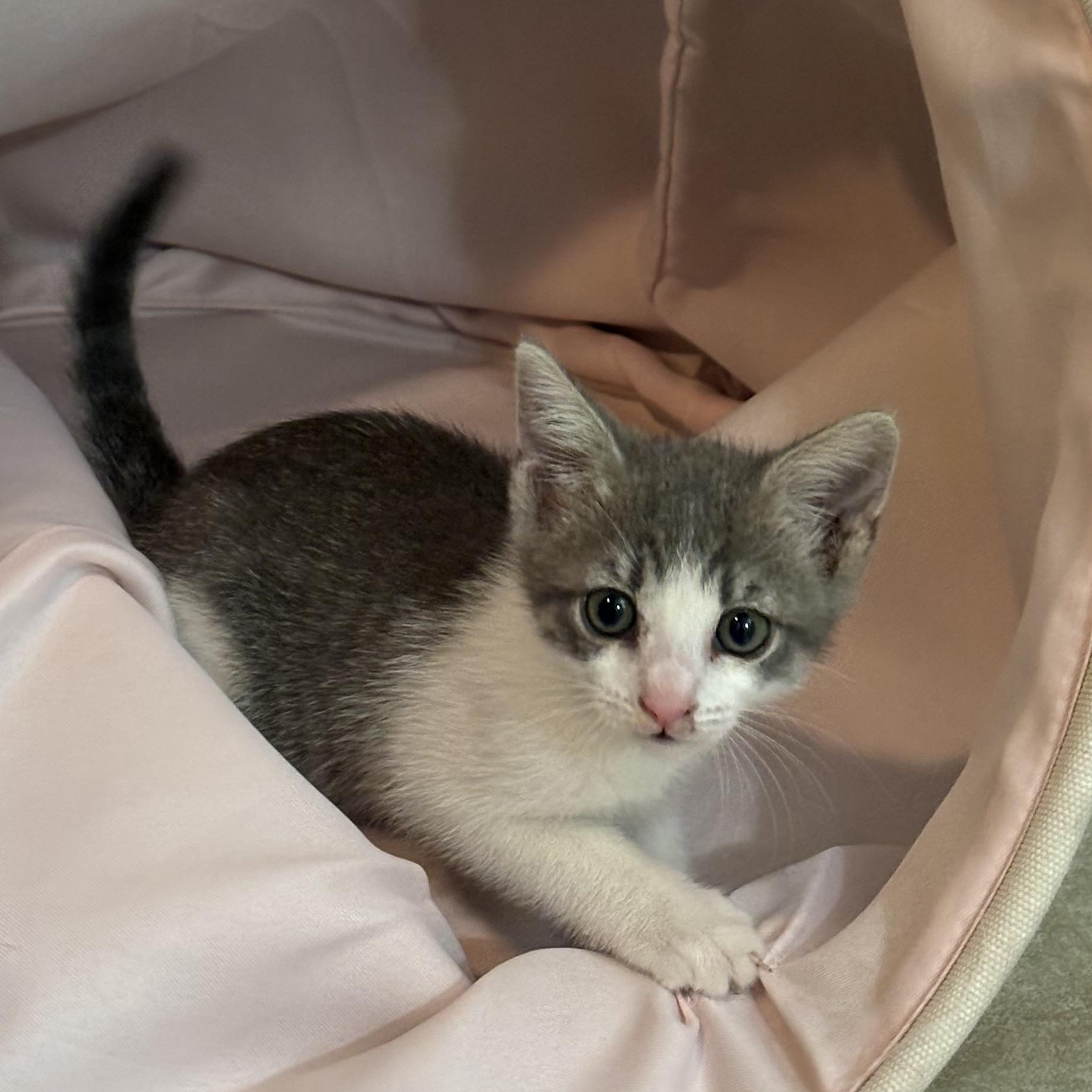 Enlarge Cheese, a Adopted Domestic Short Hair in Woodbine, MD image 6/6