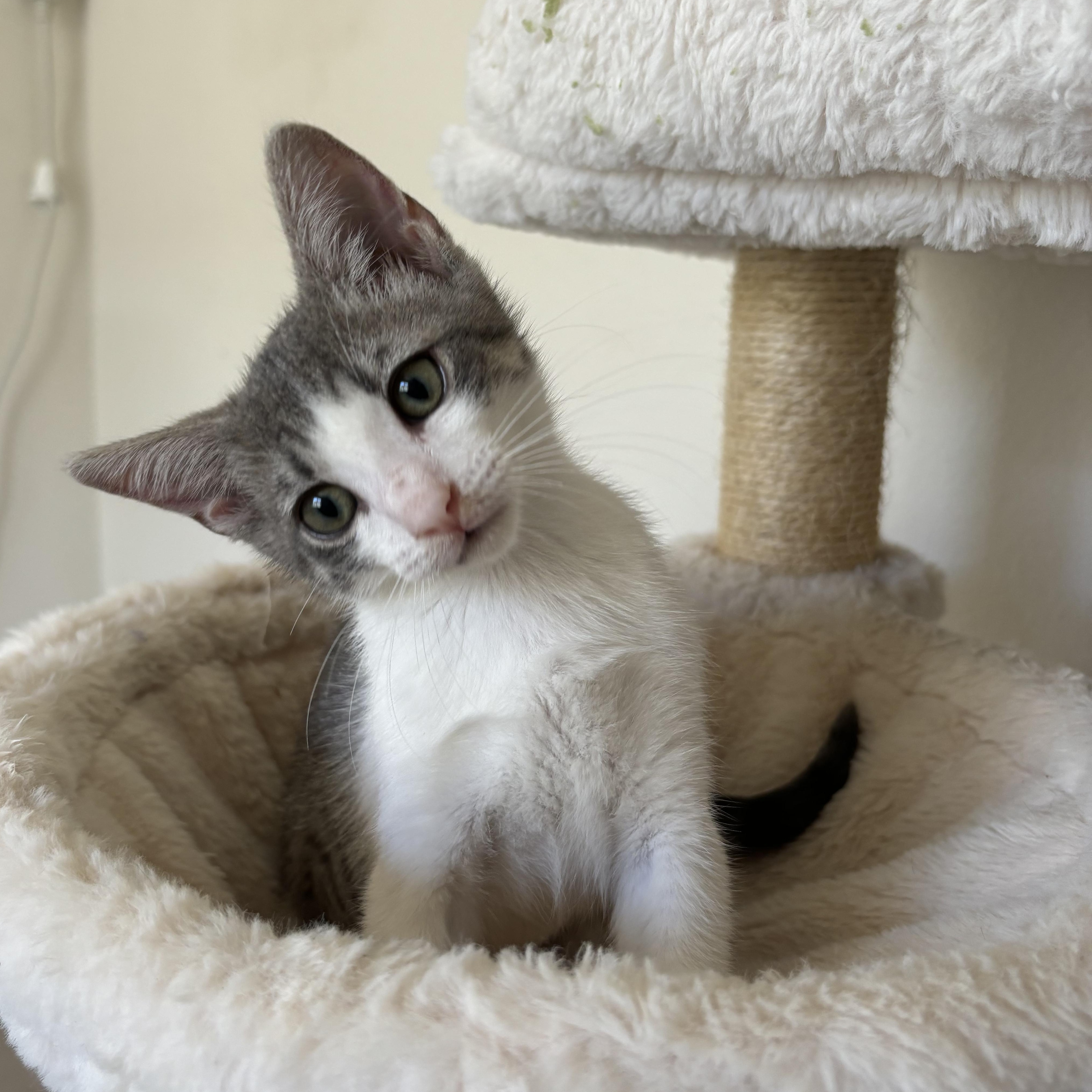 Enlarge Cheese, a Adopted Domestic Short Hair in Woodbine, MD image 5/6
