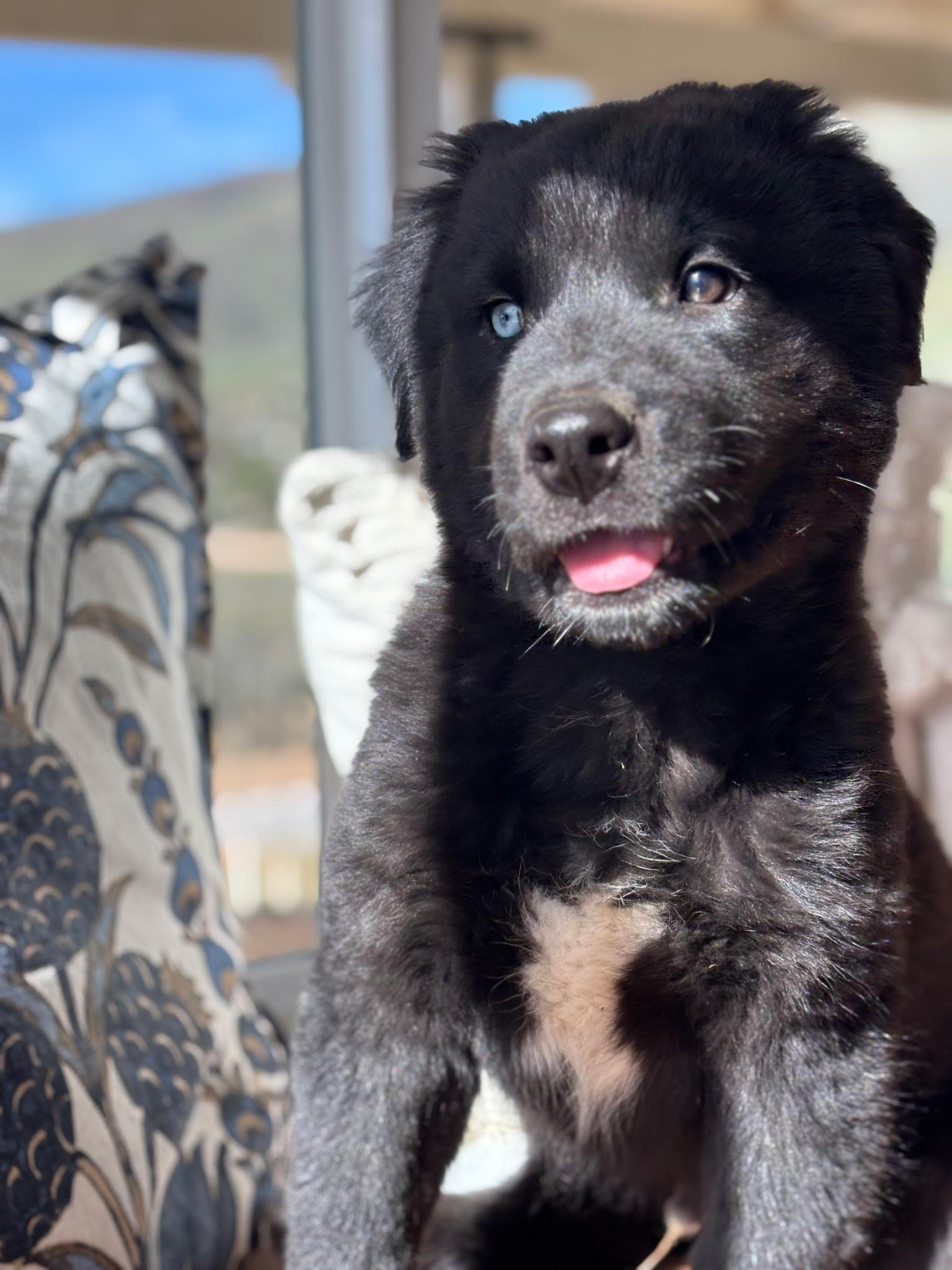 Enlarge Bear, a Adoptable mixed breed in Weston, MA image 4/5