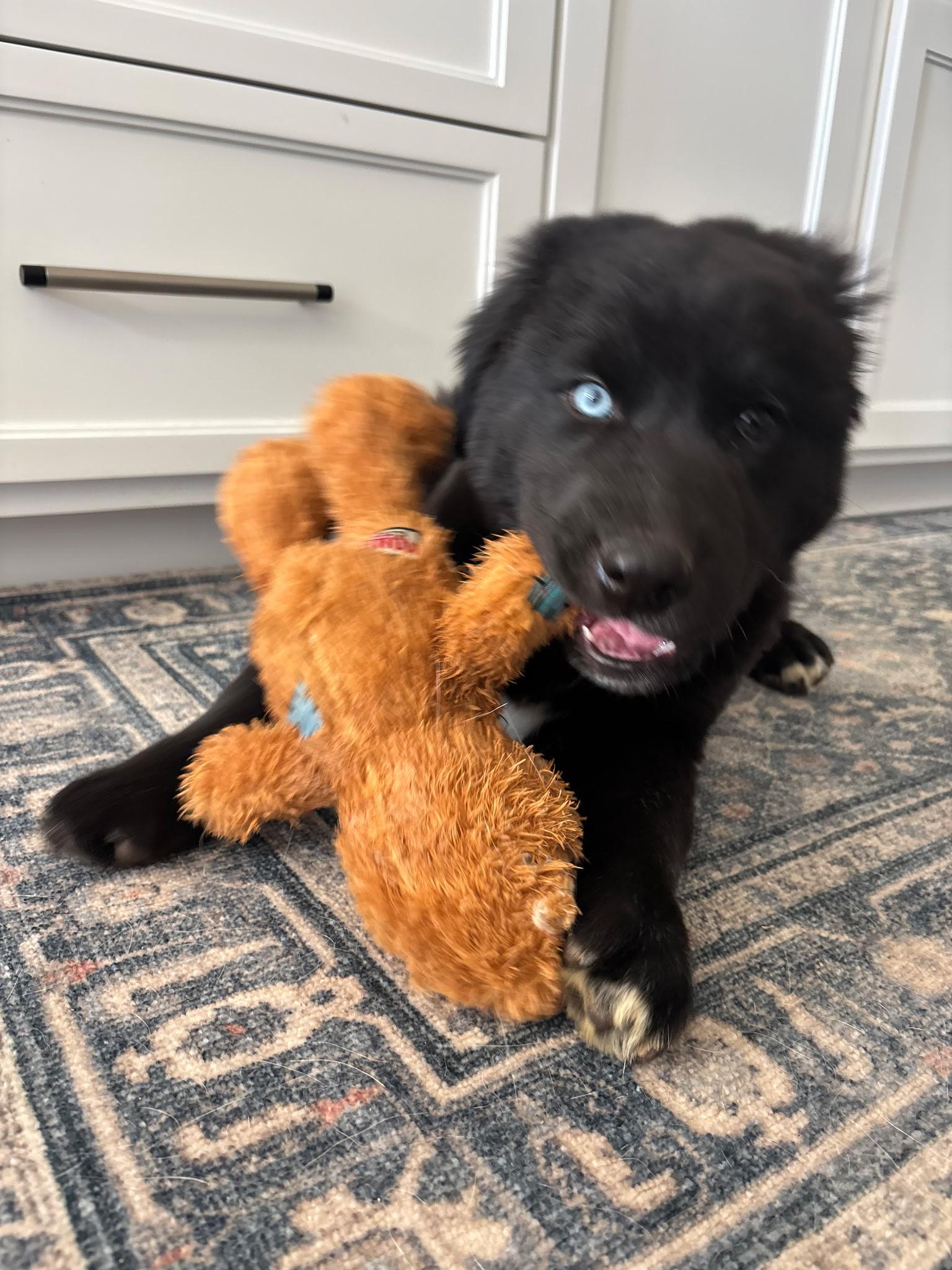 Enlarge Bear, a Adoptable mixed breed in Weston, MA image 5/5