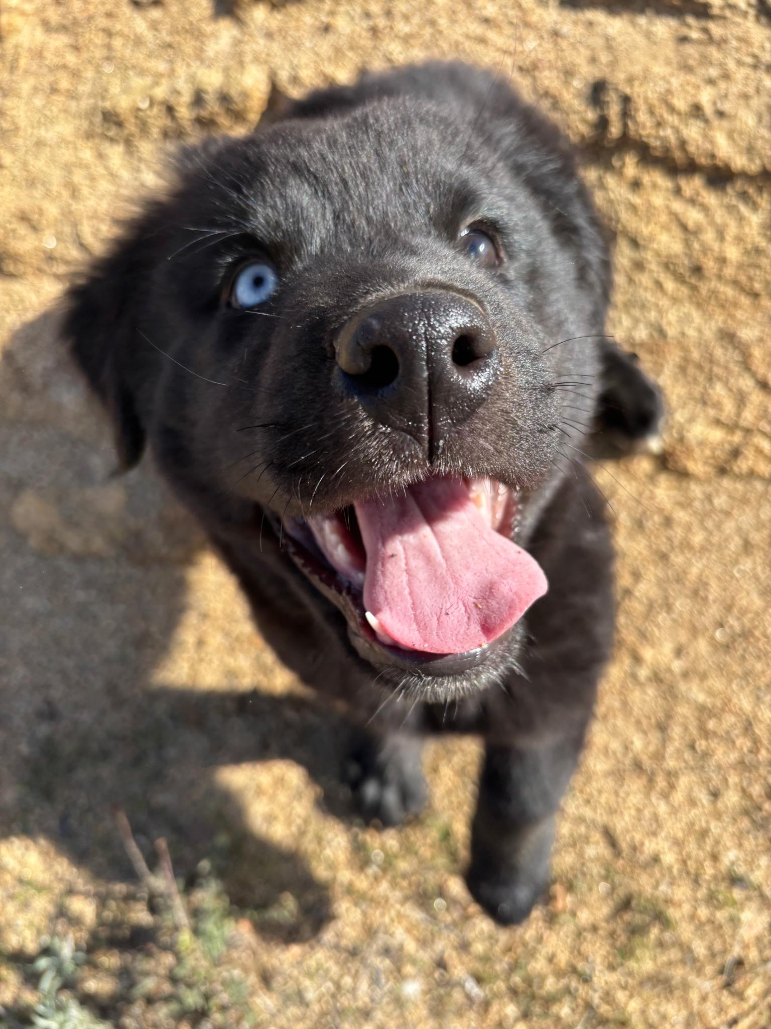 Enlarge Bear, a Adoptable mixed breed in Weston, MA image 2/5
