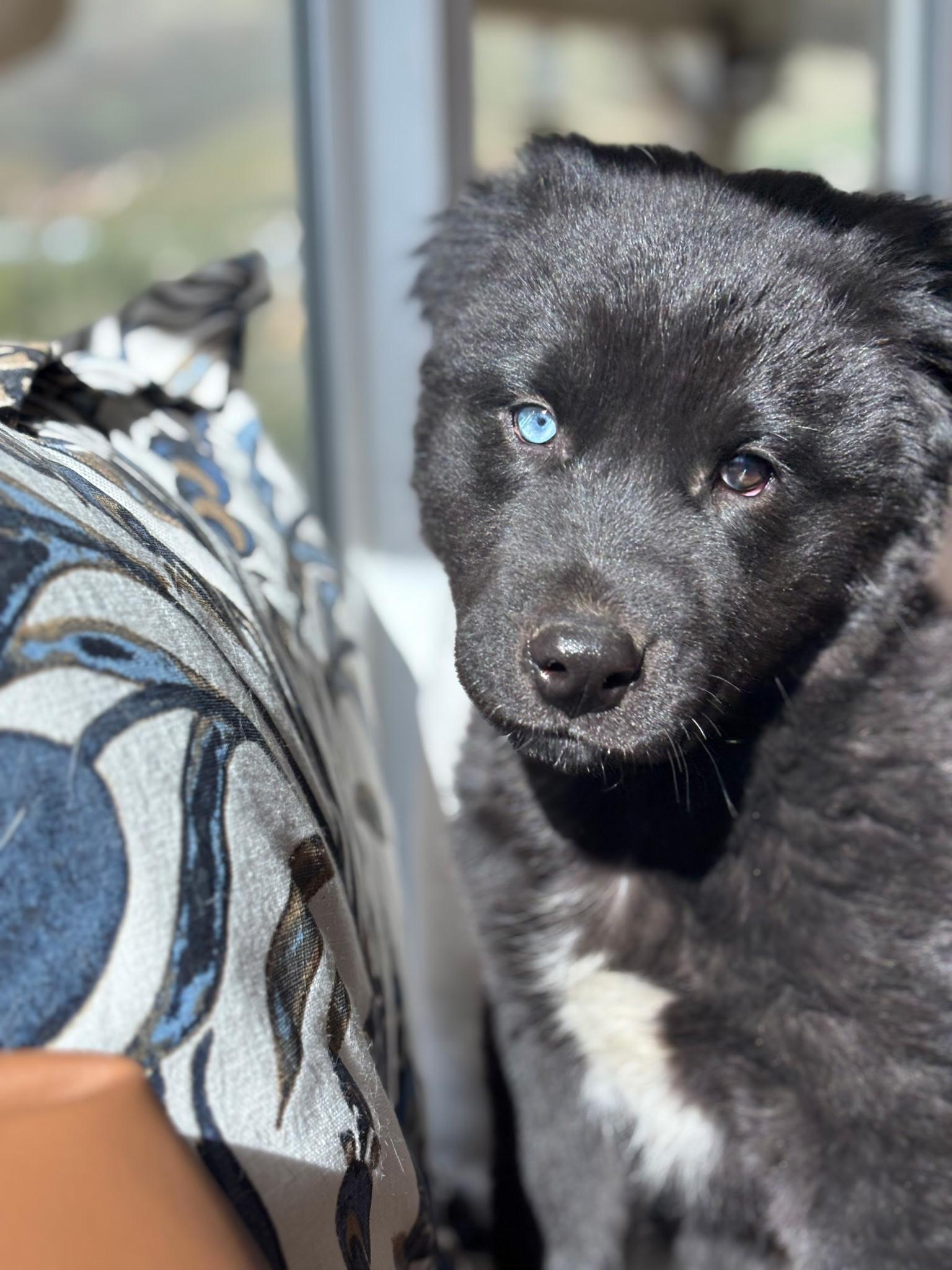 Enlarge Bear, a Adoptable mixed breed in Weston, MA image 3/5