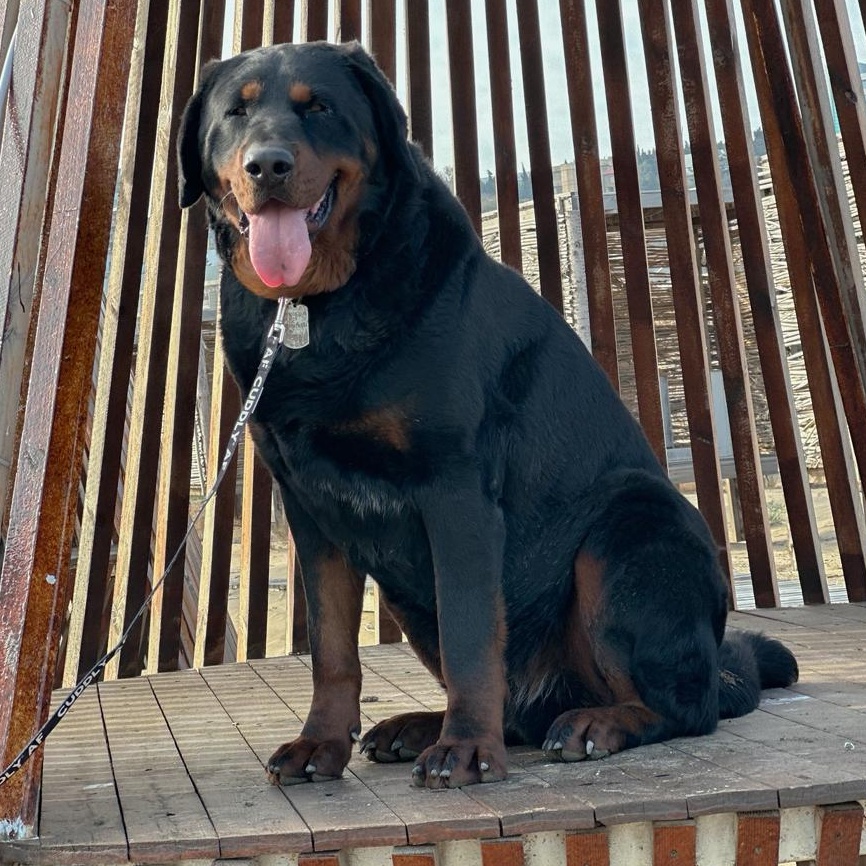 Tysonfromazerbaijan thumbnail 2