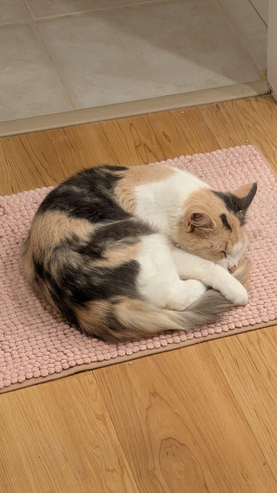 Latte, a Adoptable Domestic Short Hair in Seattle, WA image 2/6