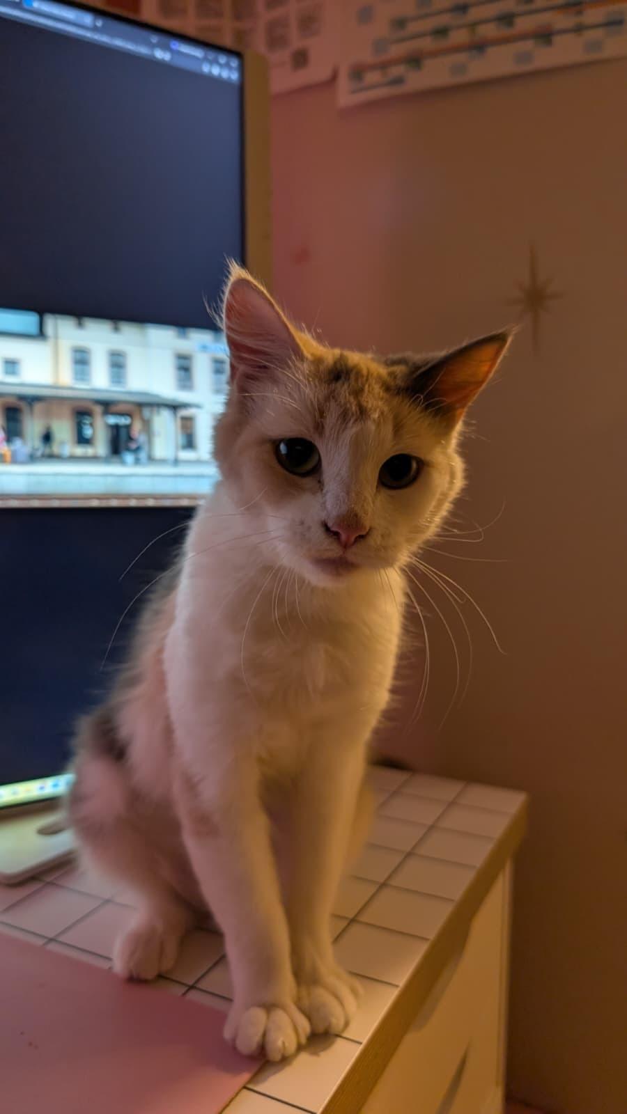 Latte, a Adoptable Domestic Short Hair in Seattle, WA image 3/6