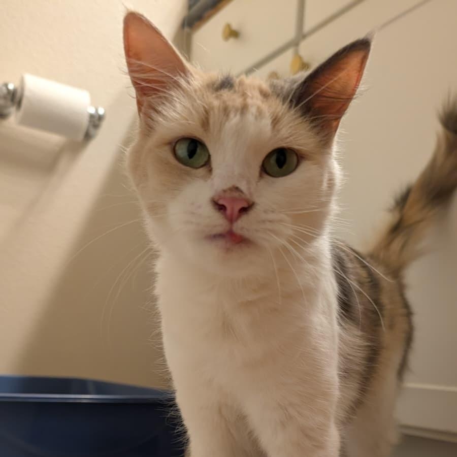 Latte, a Adoptable Domestic Short Hair in Seattle, WA image 4/6