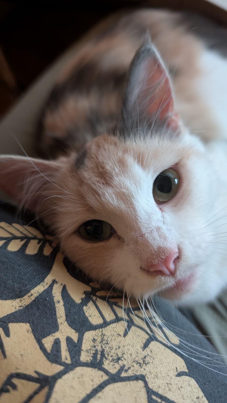 Latte, a Adoptable Domestic Short Hair in Seattle, WA image 5/6