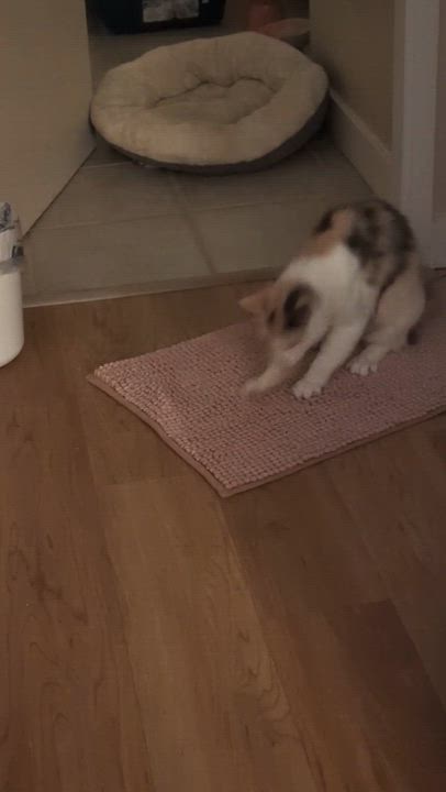 Enlarge Latte, a Adoptable Domestic Short Hair in Seattle, WA video 6/6