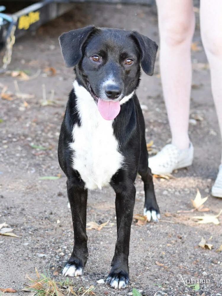 Autumn (FOSTERED LOCALLY), Adoptable, Puppy Female Mixed Breed & Labrador Retriever.