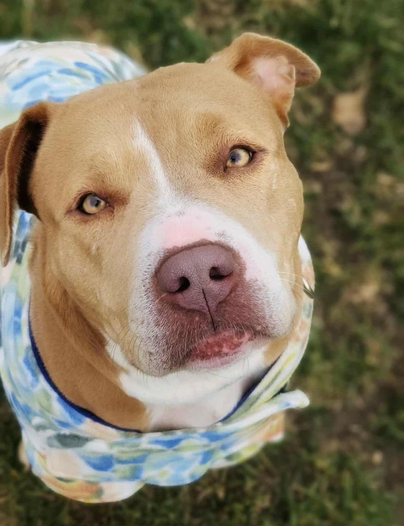 Norma, a Adoptable mixed breed in Warren, MI image 1/6