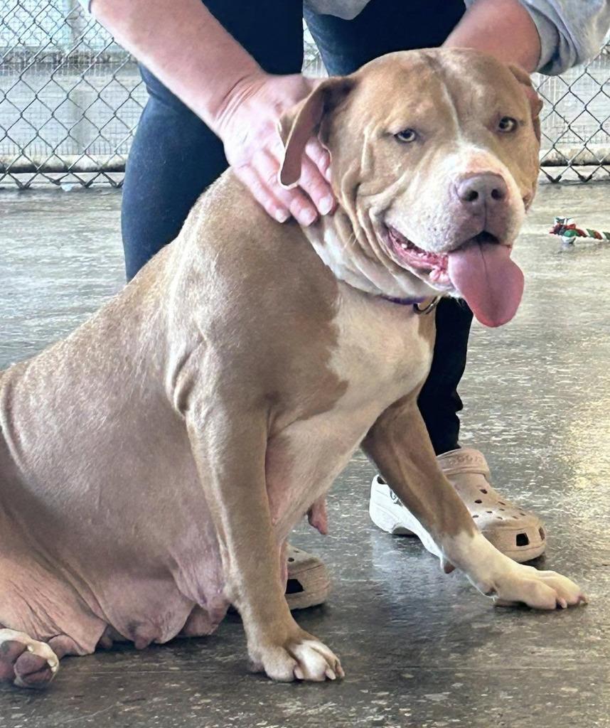 Norma, a Adoptable mixed breed in Warren, MI image 2/6