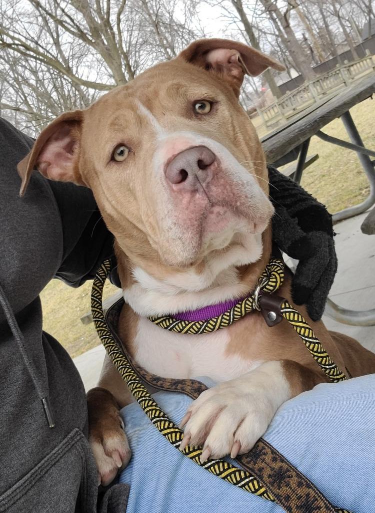 Enlarge Norma, a Adopted mixed breed in Warren, MI image 3/6