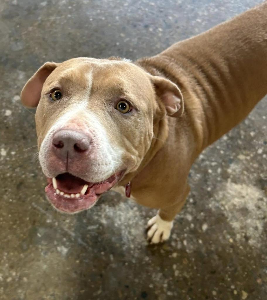 Enlarge Norma, a Adopted mixed breed in Warren, MI image 6/6