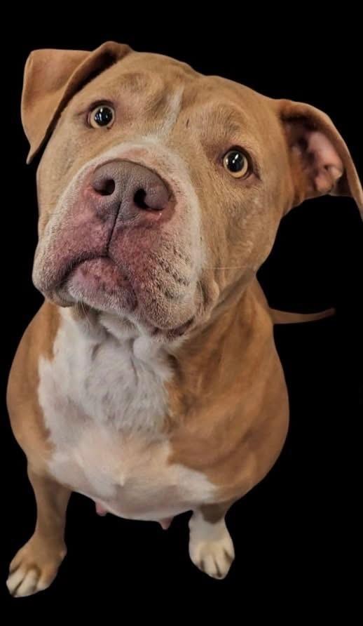 Norma, a Adoptable mixed breed in Warren, MI image 5/6