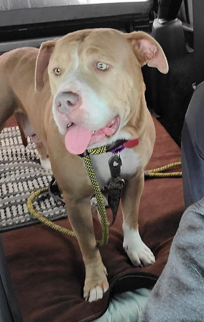 Norma, a Adoptable mixed breed in Warren, MI image 6/6