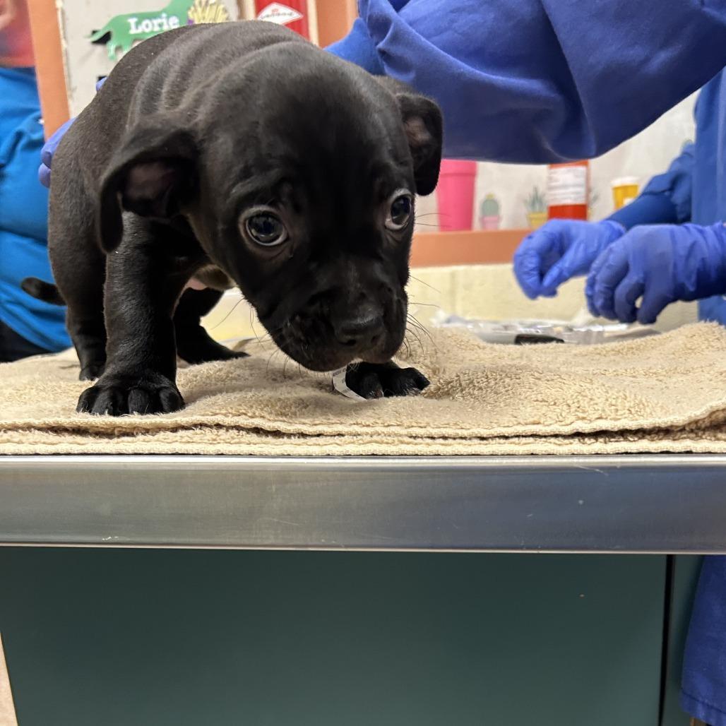 Enlarge Ross-In foster, a Adoptable mixed breed in Springfield, MA image 1/5