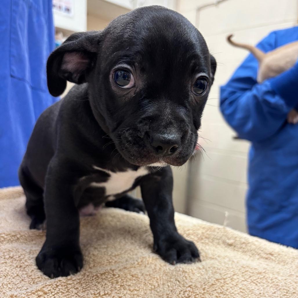 Enlarge Ross-In foster, a Adoptable mixed breed in Springfield, MA image 2/5