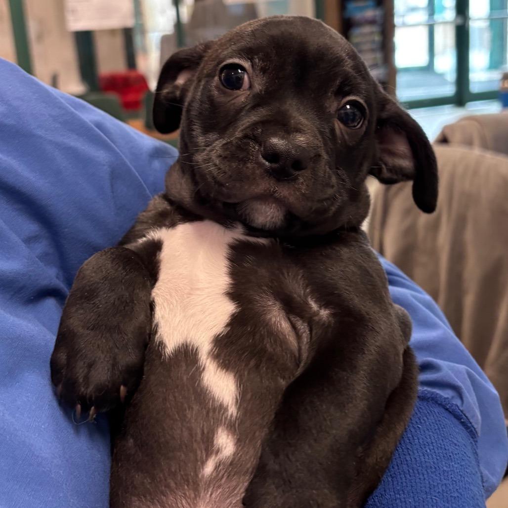 Enlarge Ross-In foster, a Adoptable mixed breed in Springfield, MA image 3/5