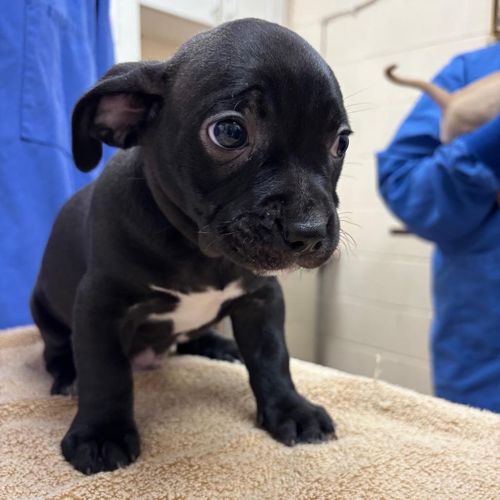 Enlarge Ross-In foster, a Adoptable mixed breed in Springfield, MA image 4/5