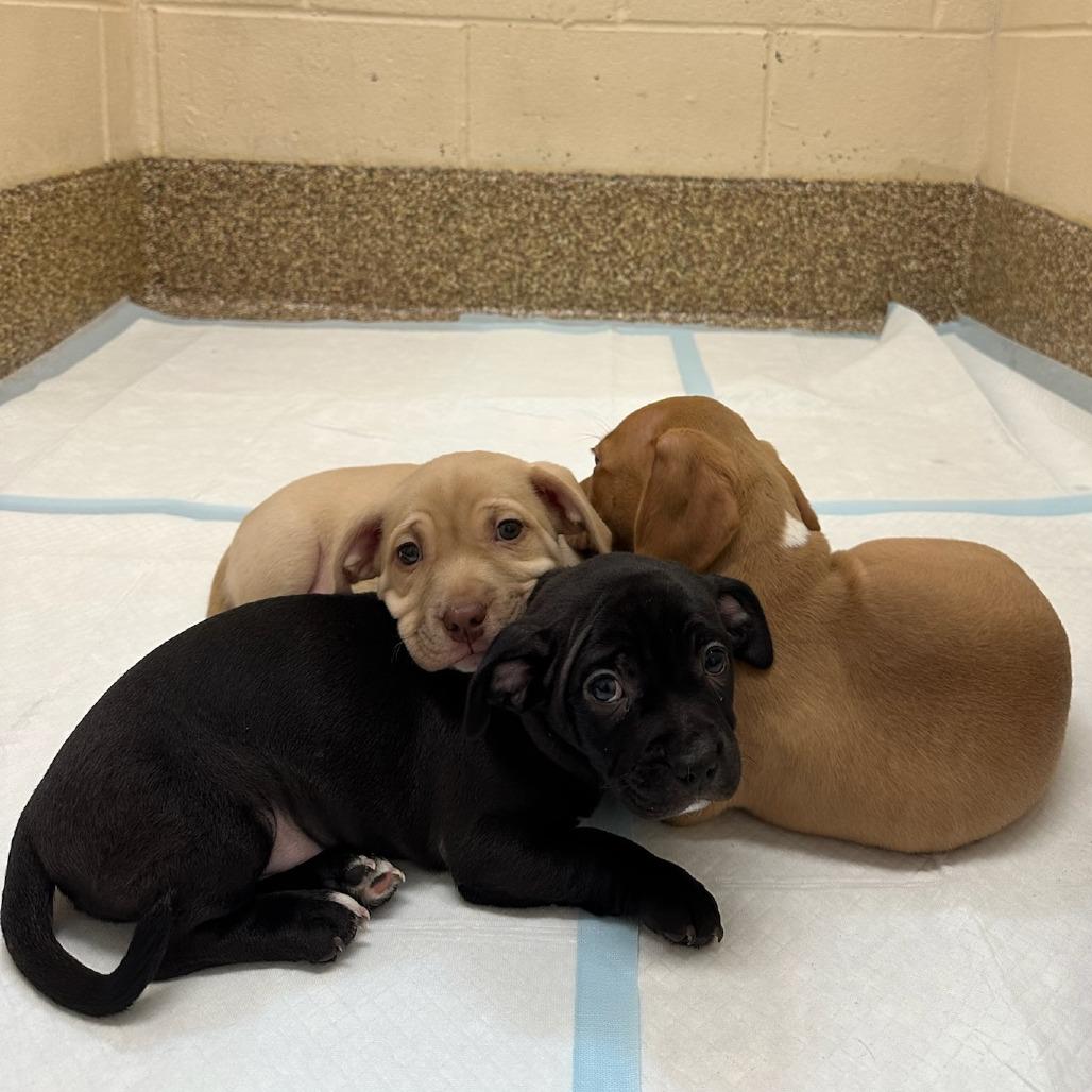 Enlarge Ross-In foster, a Adoptable mixed breed in Springfield, MA image 5/5