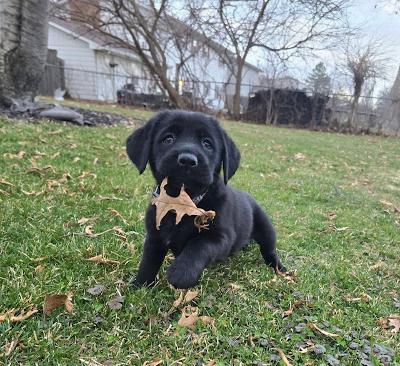 Enlarge Marvin, an adopted mixed breed in Fort Wayne, IN image 1/2