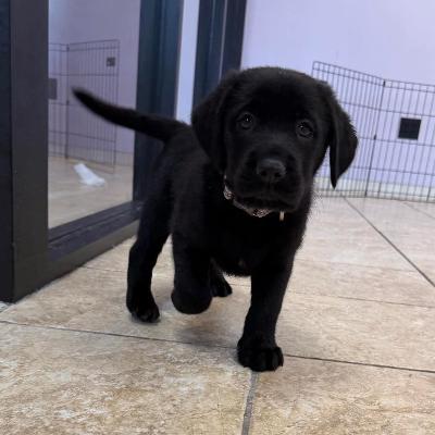 Enlarge Marvin, an adopted mixed breed in Fort Wayne, IN image 2/2