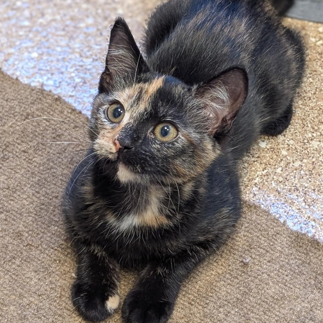 Sienna, Adoptable, Kitten Female Domestic Short Hair.