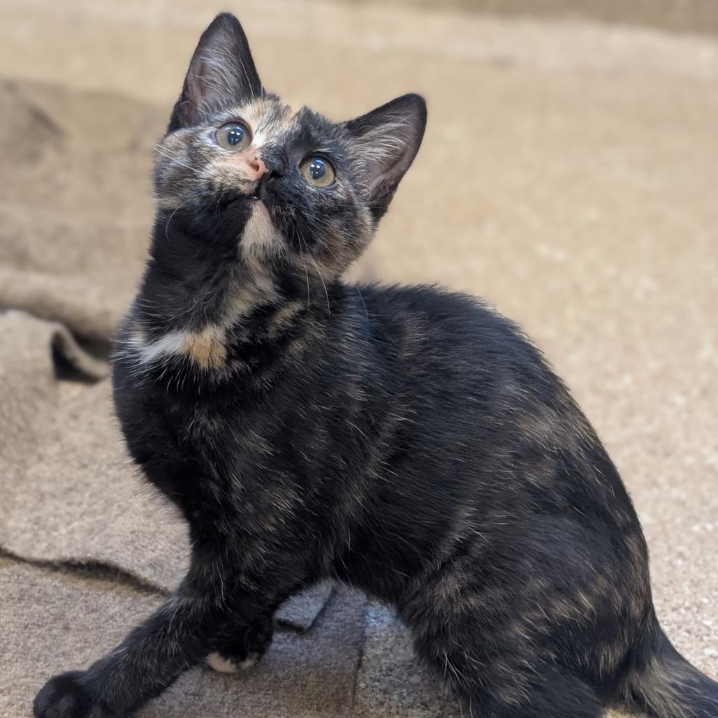 Sienna, a Adoptable Domestic Short Hair in Sonoma, CA image 2/6