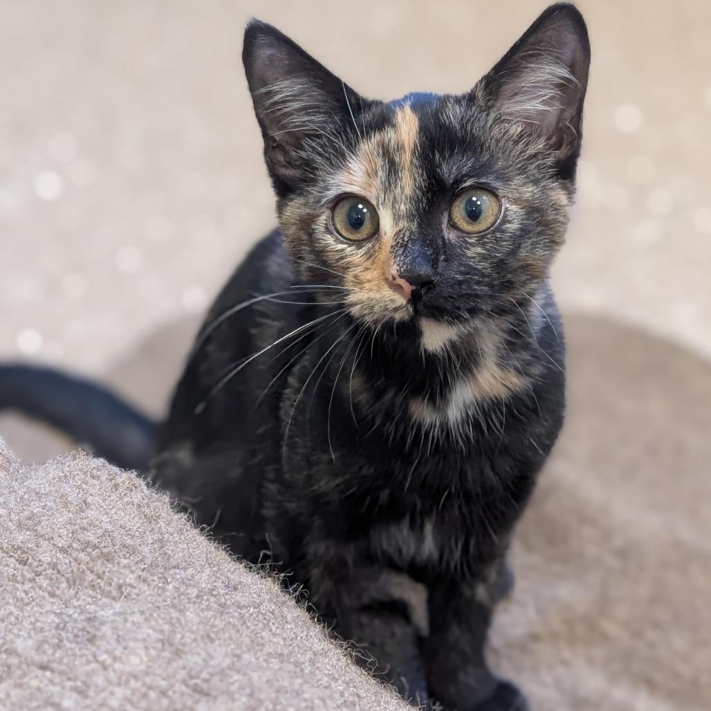 Sienna, a Adoptable Domestic Short Hair in Sonoma, CA image 4/6