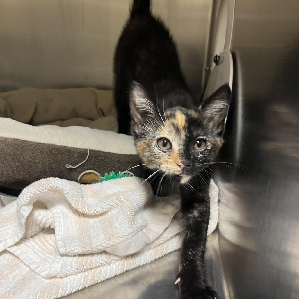 Sienna, a Adoptable Domestic Short Hair in Sonoma, CA image 5/6