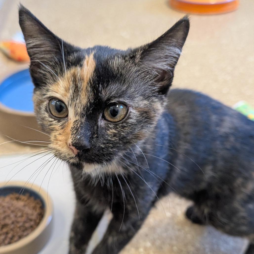 Sienna, a Adoptable Domestic Short Hair in Sonoma, CA image 6/6