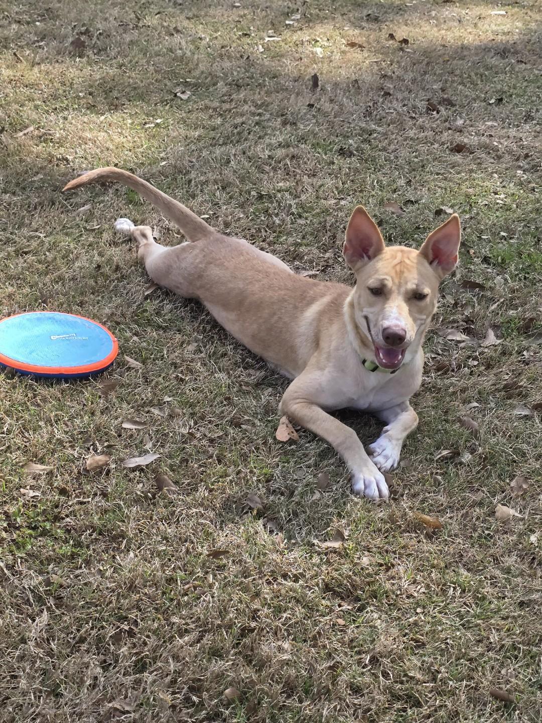 Enlarge Angel, a ADOPTABLE mixed breed in Baker, LA image 5/6