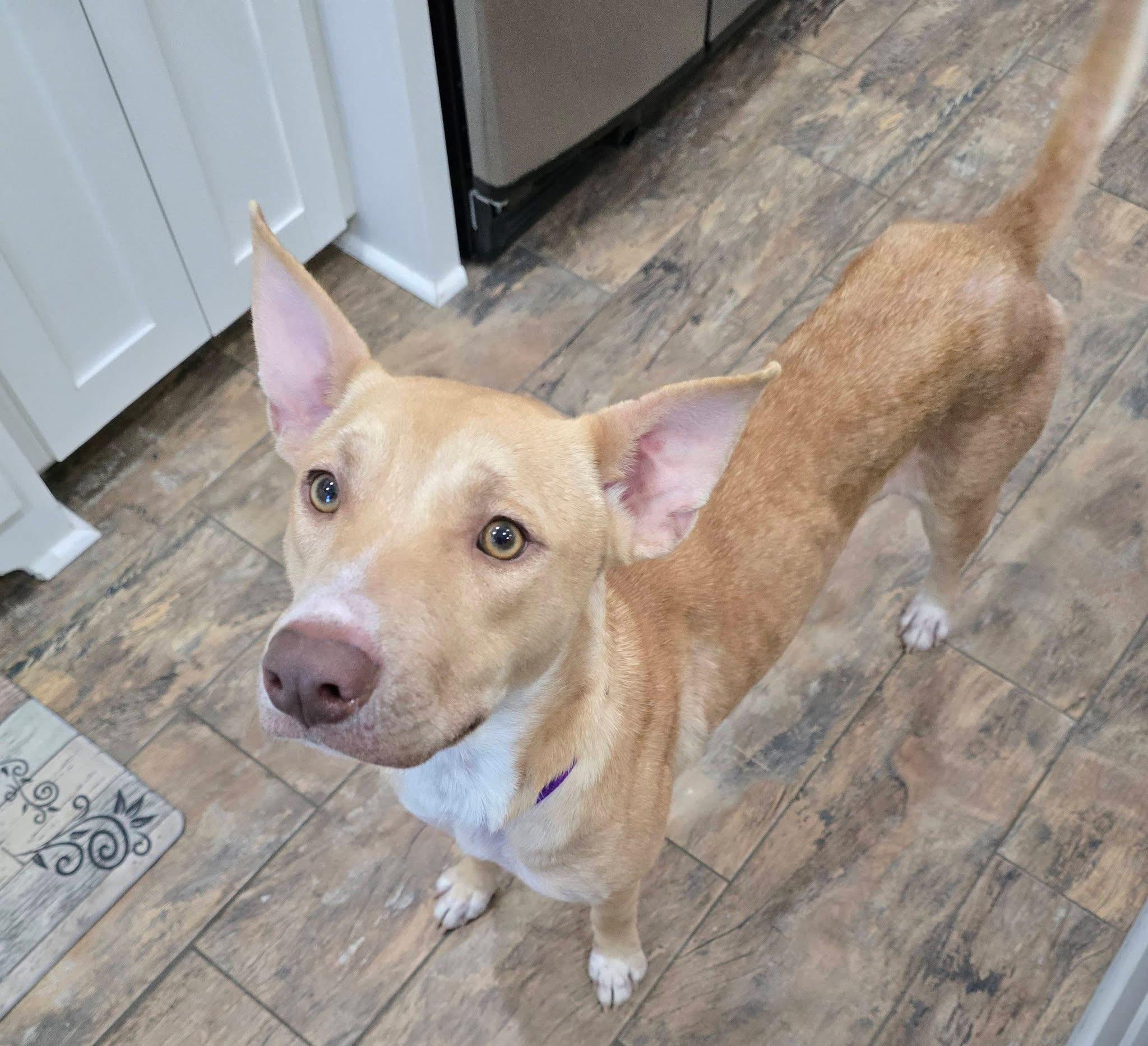 Enlarge Angel, a ADOPTABLE mixed breed in Baker, LA image 4/6