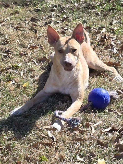 Enlarge Angel, a ADOPTABLE mixed breed in Baker, LA image 6/6