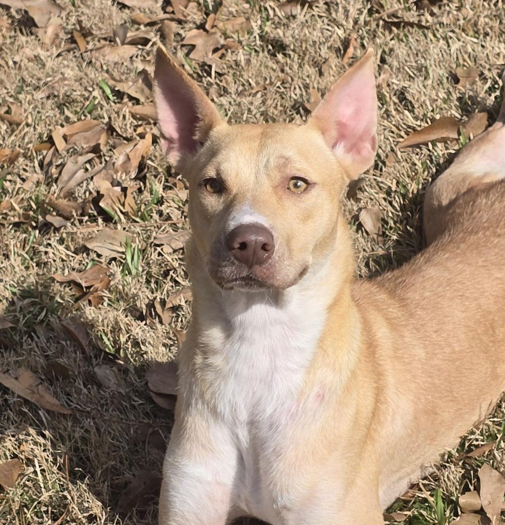 Enlarge Angel, a ADOPTABLE mixed breed in Baker, LA image 1/6
