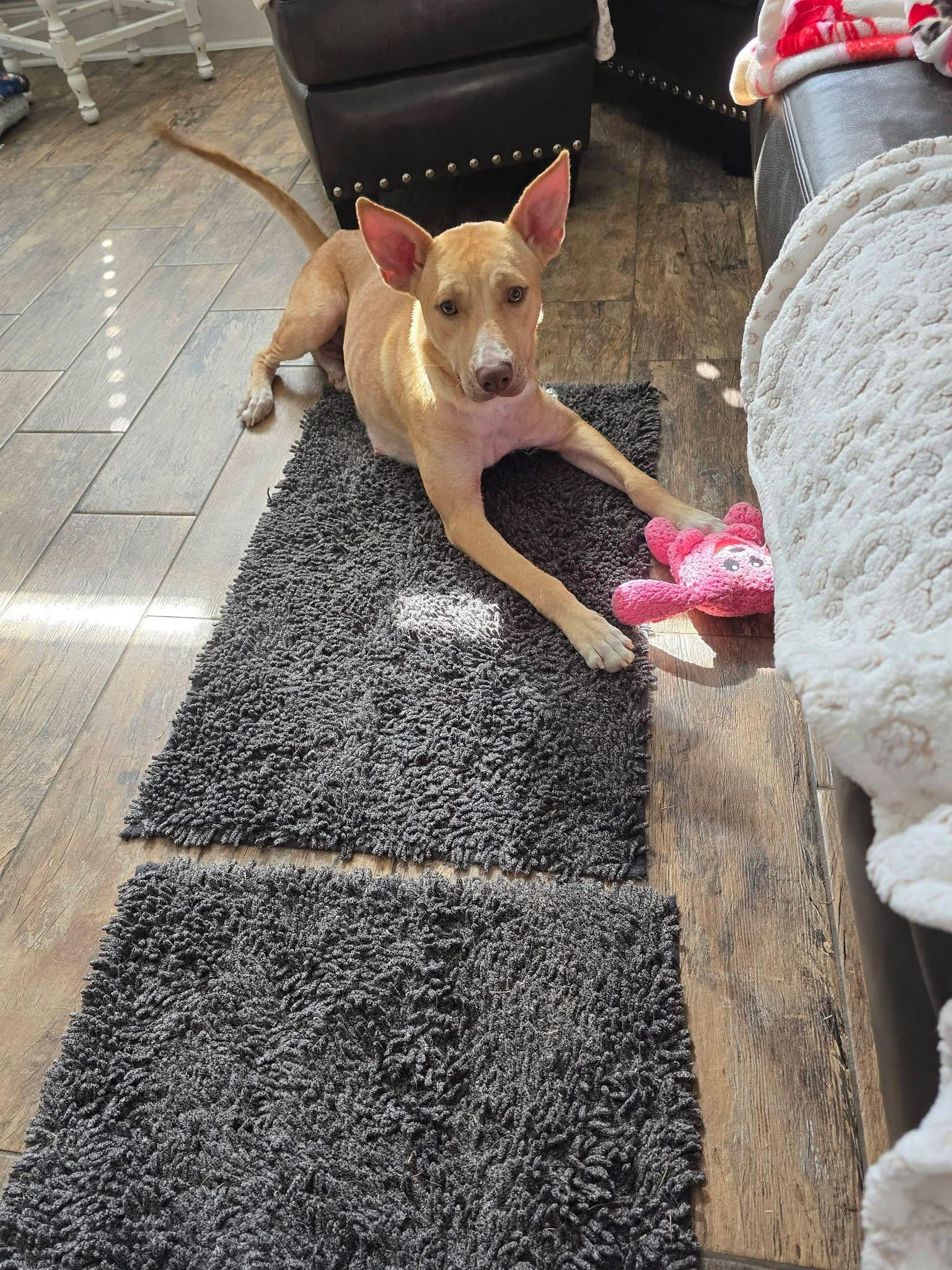 Enlarge Angel, a ADOPTABLE mixed breed in Baker, LA image 3/6