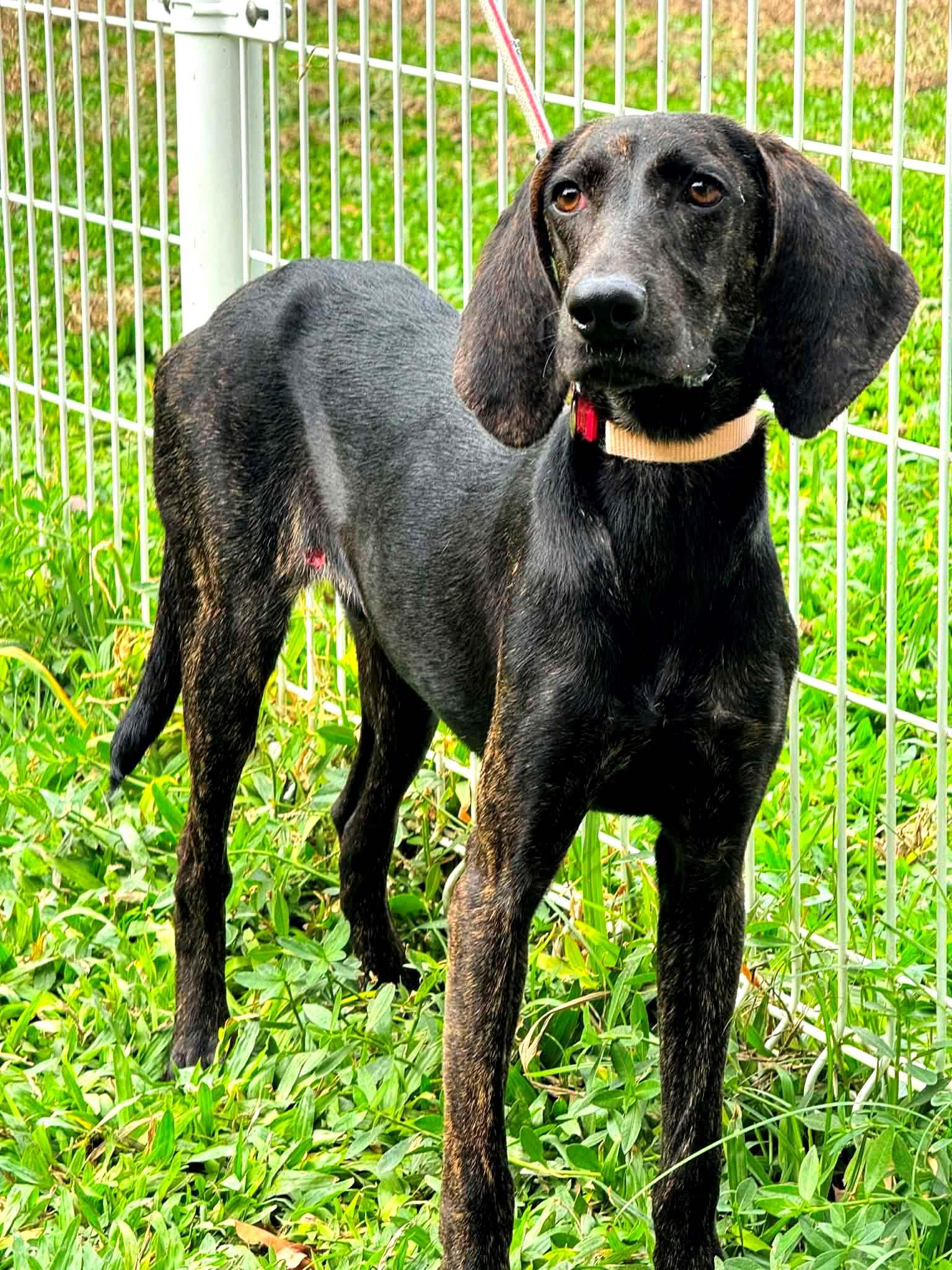 MoMo, an adopted Pointer in New York, NY image 2/6