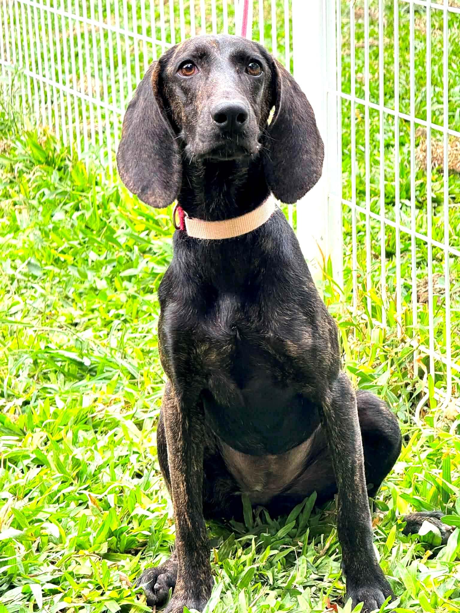 MoMo, an adopted Pointer in New York, NY image 3/6