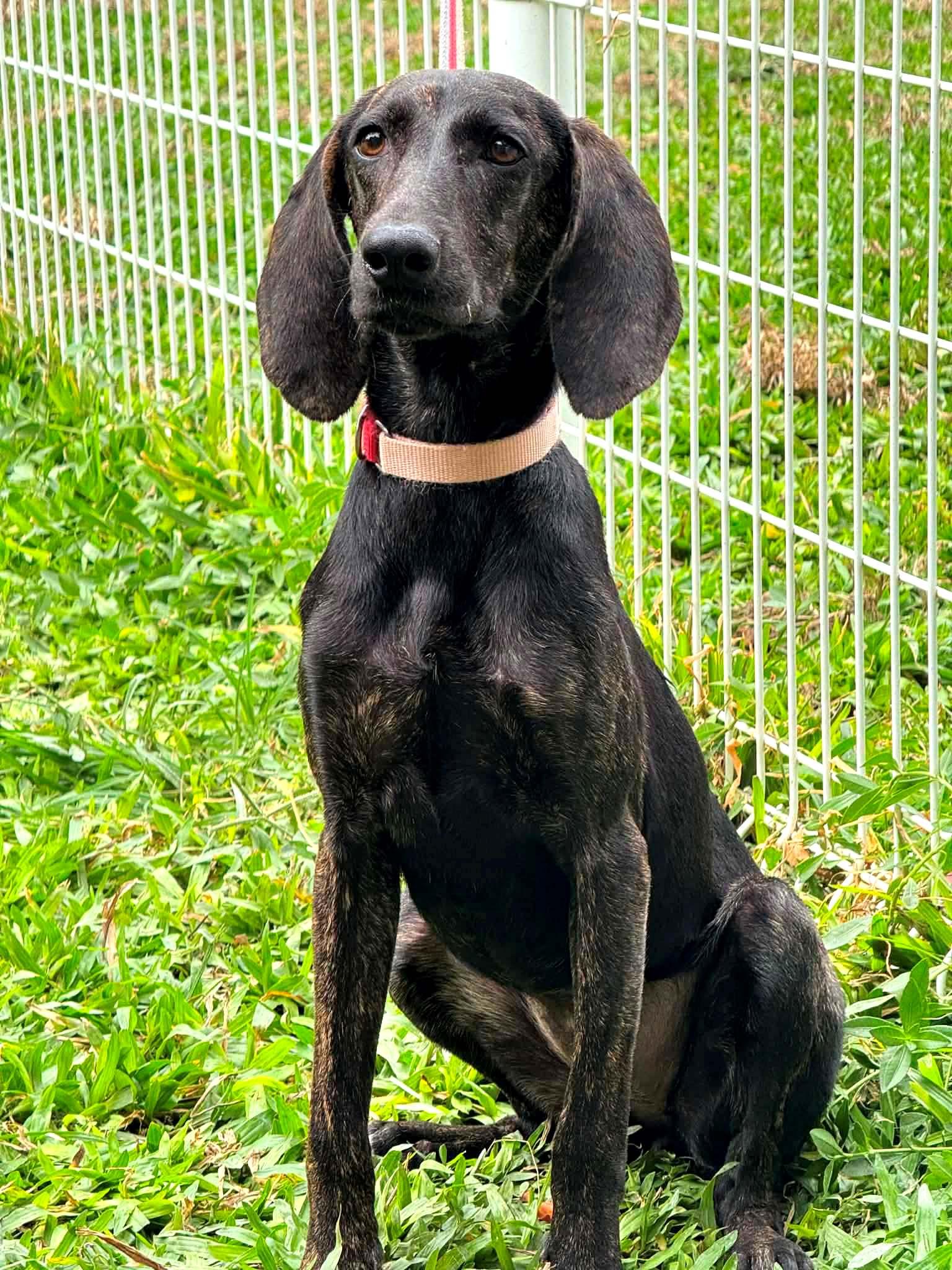 MoMo, an adopted Pointer in New York, NY image 6/6