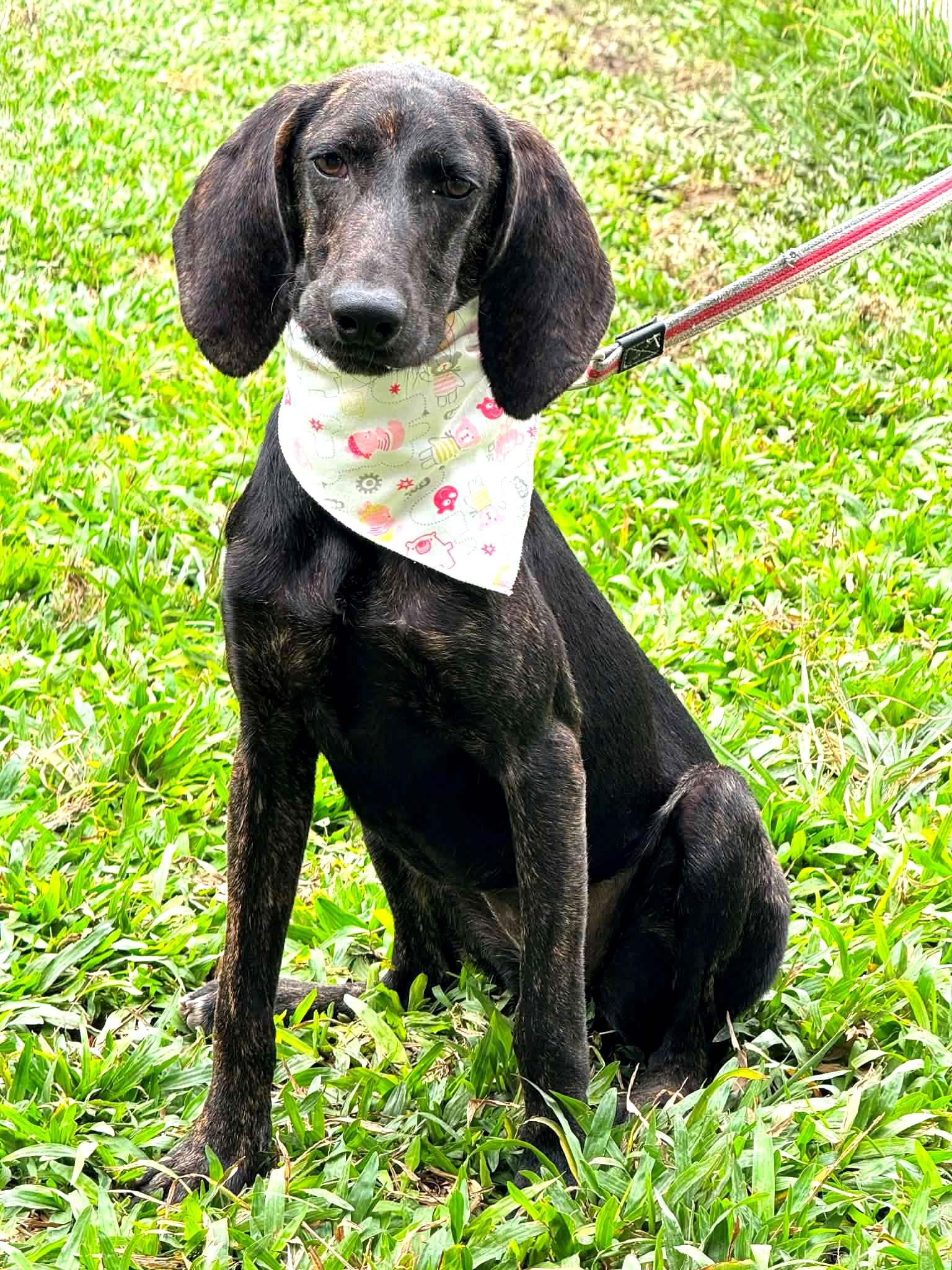MoMo, an adopted Pointer in New York, NY image 5/6