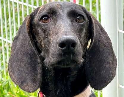 MoMo, adopted, Young Female Pointer.