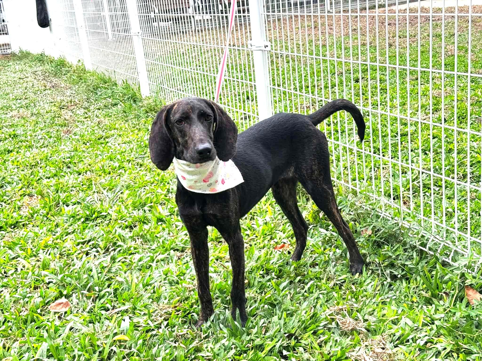 MoMo, an adopted Pointer in New York, NY image 4/6