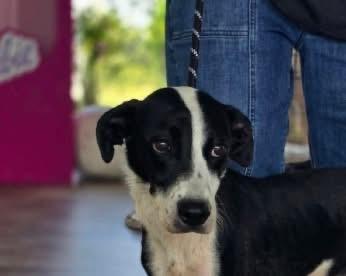 Gracie, an adoptable Mixed Breed in Wilsall, MT, 59086 | Photo Image 1