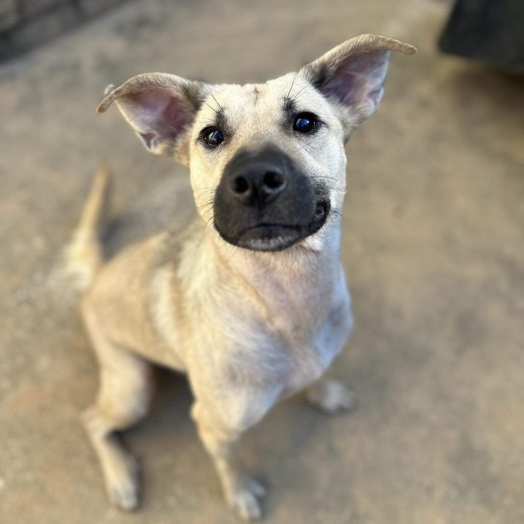 Enlarge Charlotte, a Adoptable mixed breed in Daphne, AL image 4/5