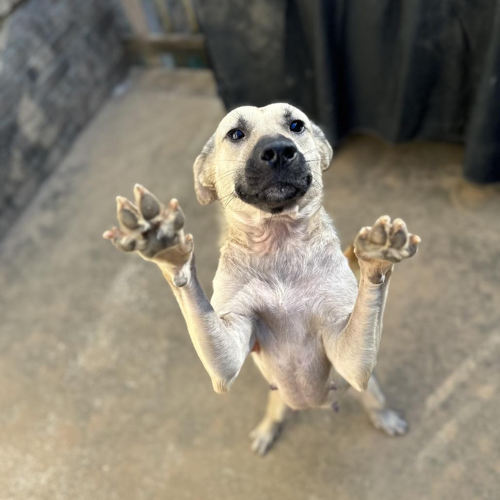 Enlarge Charlotte, a Adoptable mixed breed in Daphne, AL image 2/5