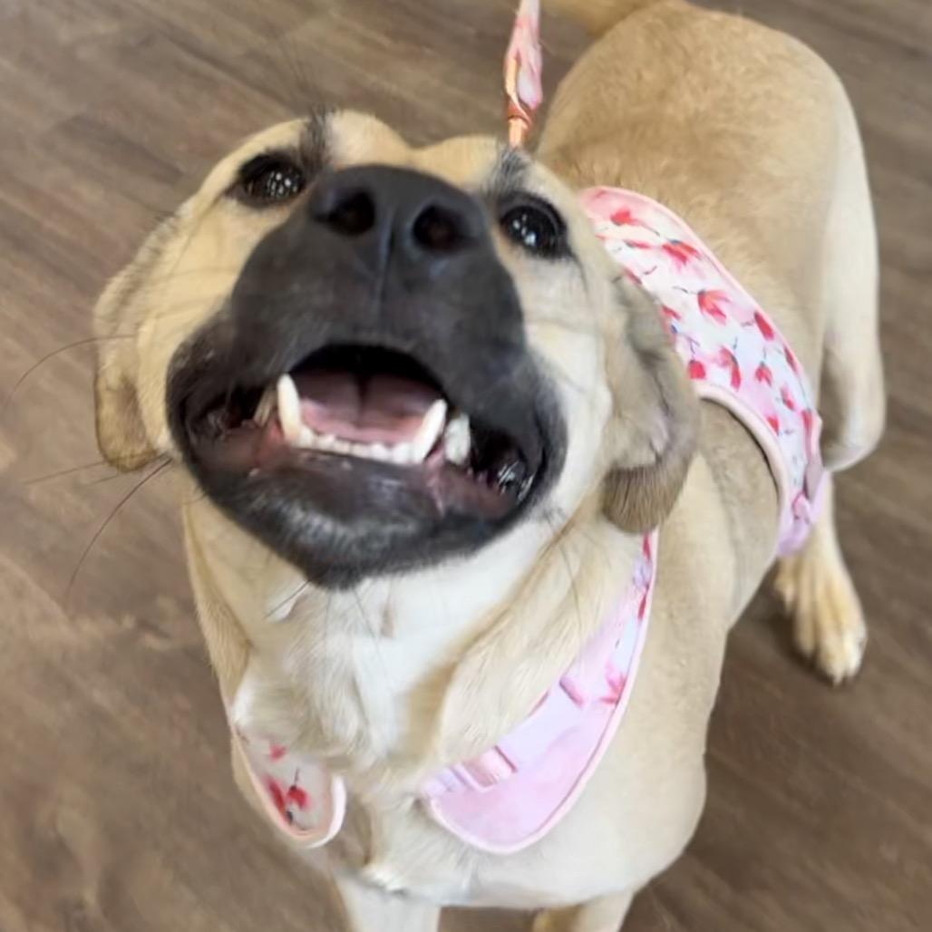 Charlotte, Adoptable, Adult Female Terrier.