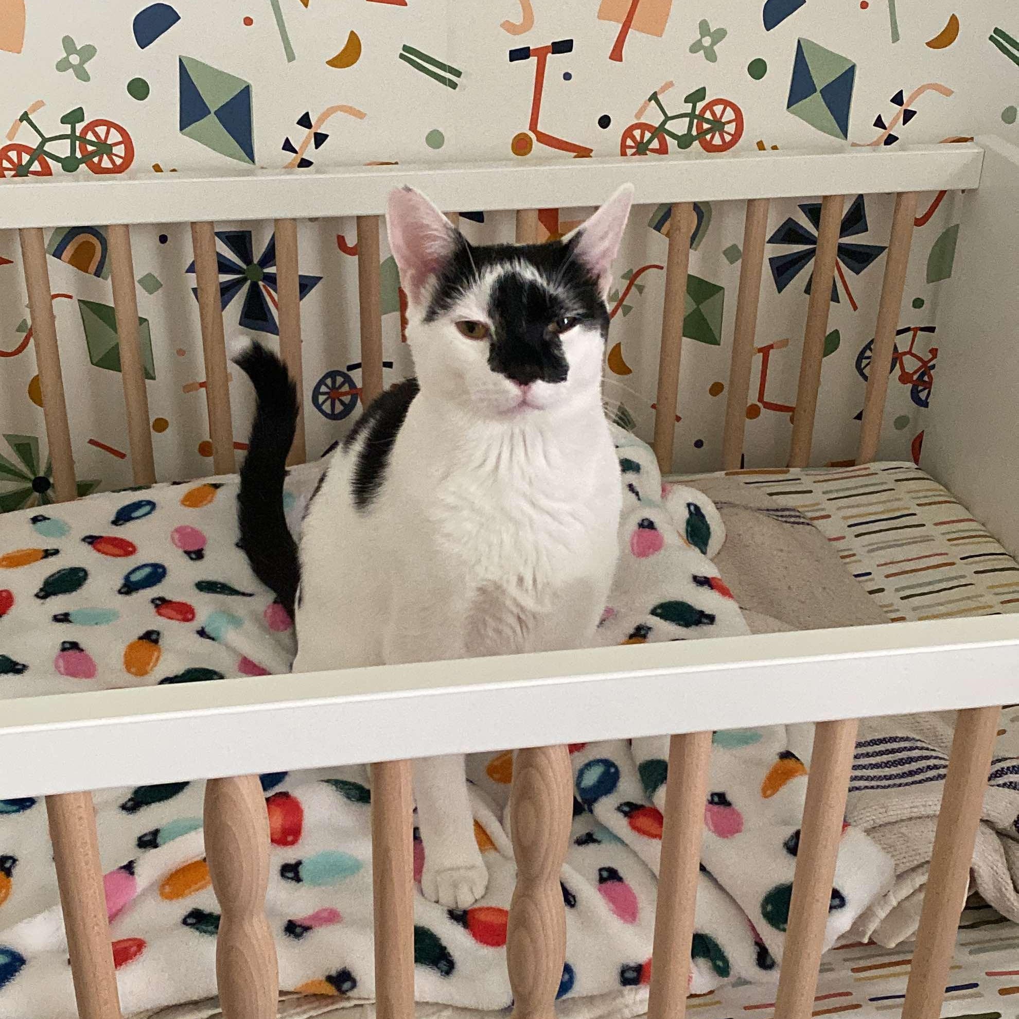 Saturn, Adult Male Domestic Short Hair