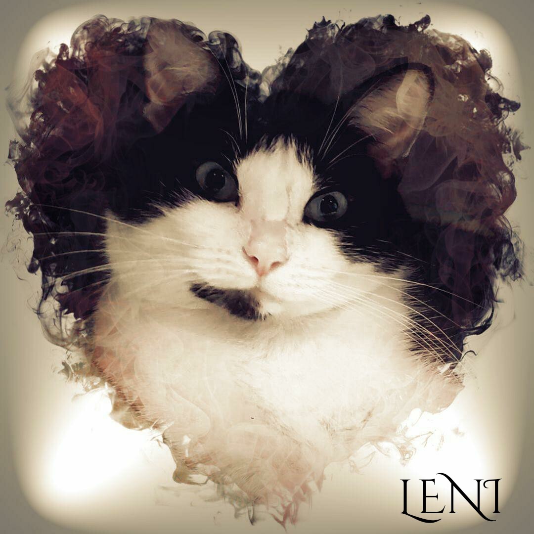 Leni, a Adoptable Domestic Short Hair in Whiting, IN image 3/5