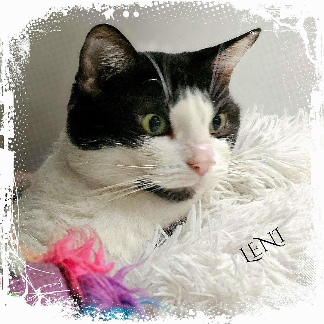 Leni, a Adoptable Domestic Short Hair in Whiting, IN image 5/5