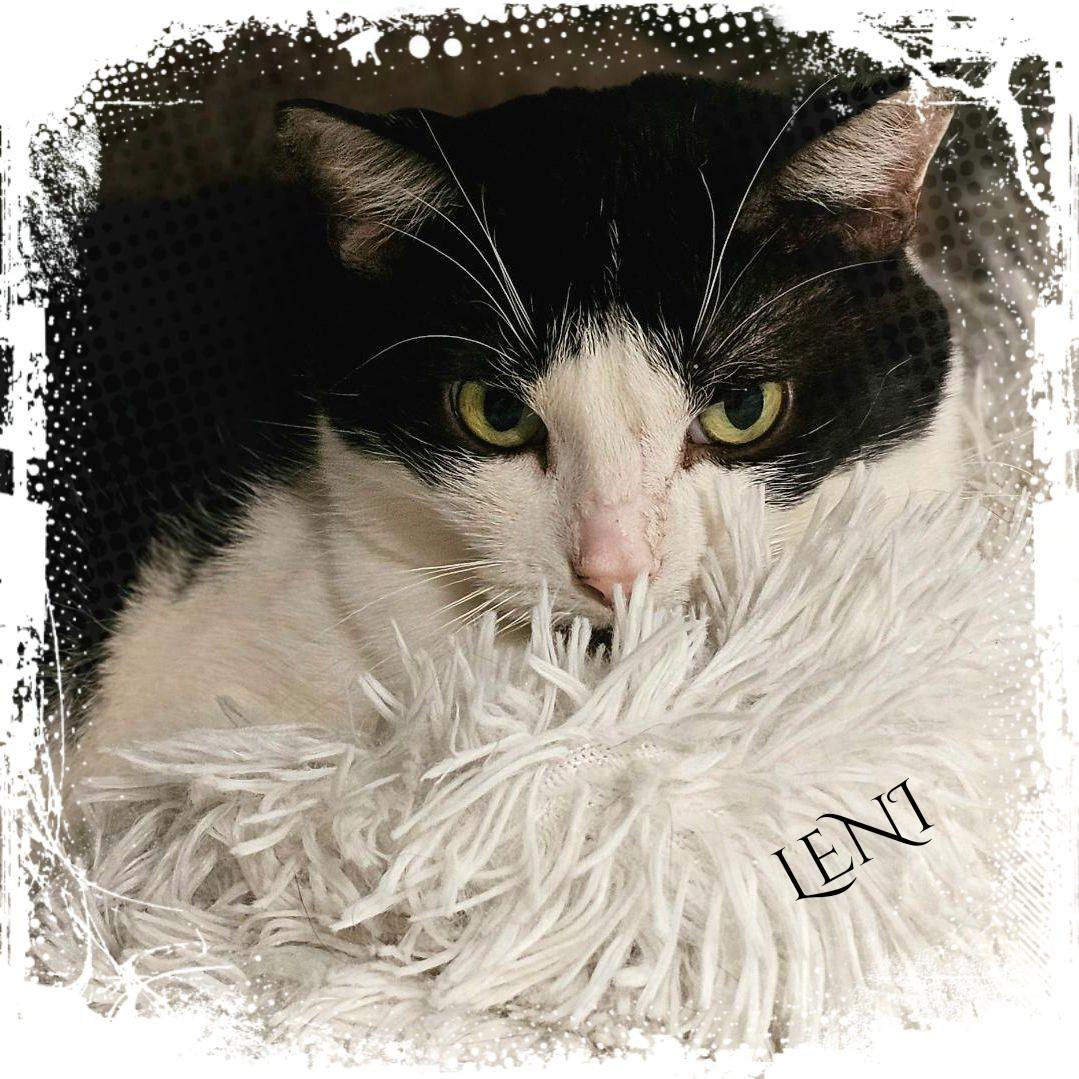 Leni, a Adoptable Domestic Short Hair in Whiting, IN image 1/5